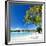 Beautiful Beach with Coconut Palms on Bora Bora Island in French Polynesia-BlueOrange Studio-Framed Photographic Print