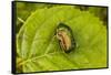 Beautiful beetle sits on a leaf, Rose chafer, Cetonia aurata-Paivi Vikstrom-Framed Stretched Canvas