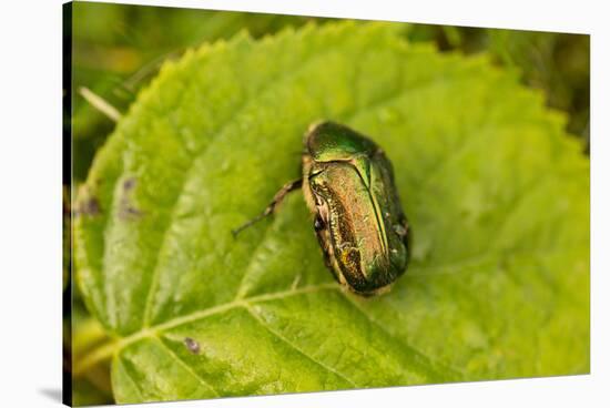 Beautiful beetle sits on a leaf, Rose chafer, Cetonia aurata-Paivi Vikstrom-Stretched Canvas