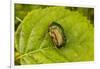 Beautiful beetle sits on a leaf, Rose chafer, Cetonia aurata-Paivi Vikstrom-Framed Photographic Print