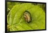 Beautiful beetle sits on a leaf, Rose chafer, Cetonia aurata-Paivi Vikstrom-Framed Photographic Print