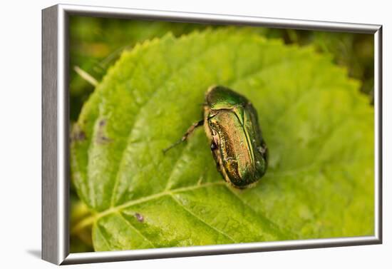 Beautiful beetle sits on a leaf, Rose chafer, Cetonia aurata-Paivi Vikstrom-Framed Photographic Print