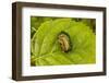 Beautiful beetle sits on a leaf, Rose chafer, Cetonia aurata-Paivi Vikstrom-Framed Photographic Print