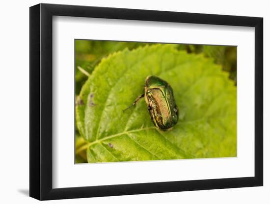 Beautiful beetle sits on a leaf, Rose chafer, Cetonia aurata-Paivi Vikstrom-Framed Photographic Print