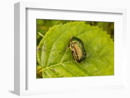 Beautiful beetle sits on a leaf, Rose chafer, Cetonia aurata-Paivi Vikstrom-Framed Photographic Print