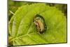Beautiful beetle sits on a leaf, Rose chafer, Cetonia aurata-Paivi Vikstrom-Mounted Photographic Print
