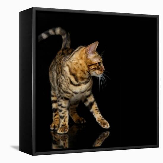 Beautiful Bengal Cat-Svetlana Mandrikova-Framed Stretched Canvas