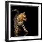 Beautiful Bengal Cat-Svetlana Mandrikova-Framed Photographic Print