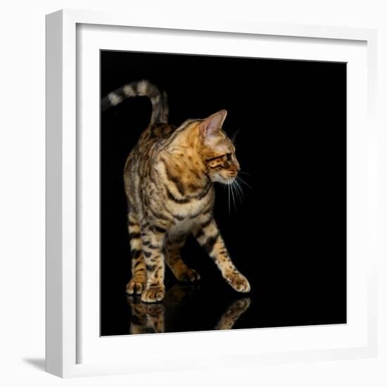 Beautiful Bengal Cat-Svetlana Mandrikova-Framed Photographic Print