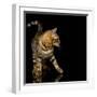 Beautiful Bengal Cat-Svetlana Mandrikova-Framed Photographic Print