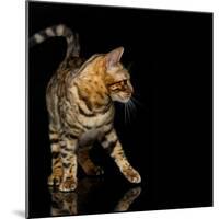 Beautiful Bengal Cat-Svetlana Mandrikova-Mounted Photographic Print