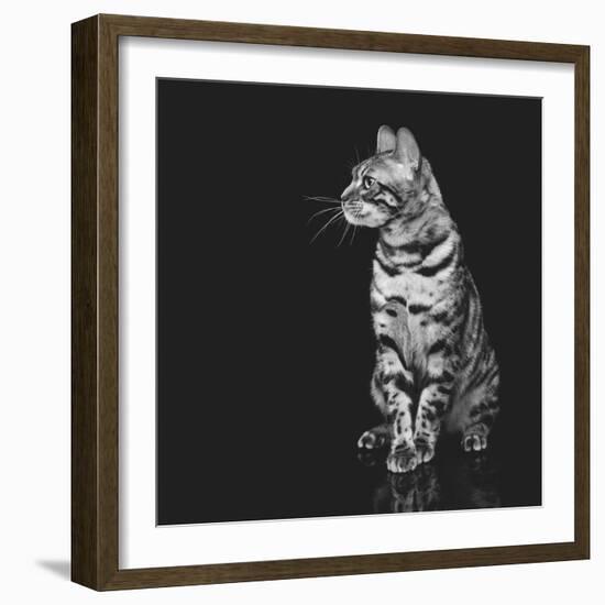 Beautiful Bengal Cat-Svetlana Mandrikova-Framed Photographic Print