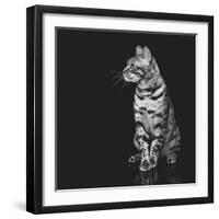 Beautiful Bengal Cat-Svetlana Mandrikova-Framed Photographic Print