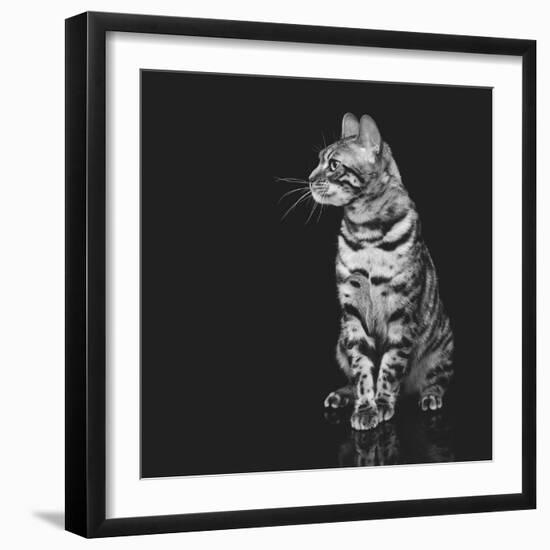 Beautiful Bengal Cat-Svetlana Mandrikova-Framed Photographic Print