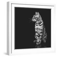 Beautiful Bengal Cat-Svetlana Mandrikova-Framed Photographic Print