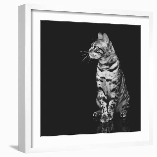 Beautiful Bengal Cat-Svetlana Mandrikova-Framed Photographic Print