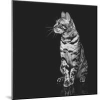 Beautiful Bengal Cat-Svetlana Mandrikova-Mounted Photographic Print
