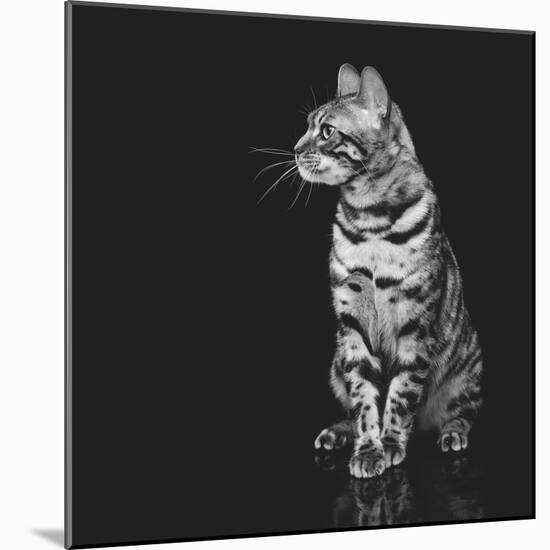 Beautiful Bengal Cat-Svetlana Mandrikova-Mounted Photographic Print