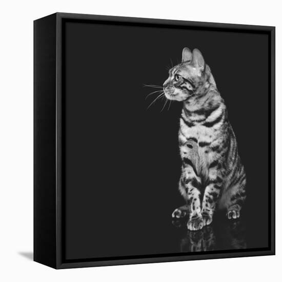 Beautiful Bengal Cat-Svetlana Mandrikova-Framed Stretched Canvas