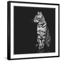 Beautiful Bengal Cat-Svetlana Mandrikova-Framed Photographic Print