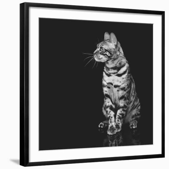 Beautiful Bengal Cat-Svetlana Mandrikova-Framed Photographic Print