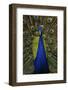 Beautiful Bird Male Indian Peacock, Pavo Cristatus, Showing its Feathers, with Open Tail. Wildlife-Ondrej Prosicky-Framed Photographic Print