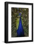 Beautiful Bird Male Indian Peacock, Pavo Cristatus, Showing its Feathers, with Open Tail. Wildlife-Ondrej Prosicky-Framed Photographic Print