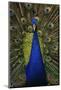 Beautiful Bird Male Indian Peacock, Pavo Cristatus, Showing its Feathers, with Open Tail. Wildlife-Ondrej Prosicky-Mounted Photographic Print