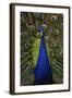 Beautiful Bird Male Indian Peacock, Pavo Cristatus, Showing its Feathers, with Open Tail. Wildlife-Ondrej Prosicky-Framed Photographic Print