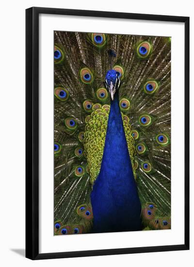 Beautiful Bird Male Indian Peacock, Pavo Cristatus, Showing its Feathers, with Open Tail. Wildlife-Ondrej Prosicky-Framed Photographic Print