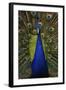 Beautiful Bird Male Indian Peacock, Pavo Cristatus, Showing its Feathers, with Open Tail. Wildlife-Ondrej Prosicky-Framed Photographic Print