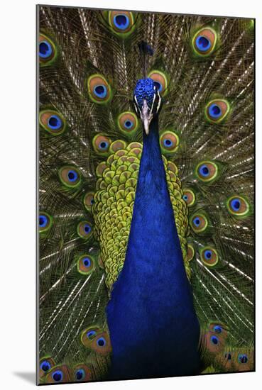 Beautiful Bird Male Indian Peacock, Pavo Cristatus, Showing its Feathers, with Open Tail. Wildlife-Ondrej Prosicky-Mounted Photographic Print