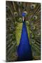 Beautiful Bird Male Indian Peacock, Pavo Cristatus, Showing its Feathers, with Open Tail. Wildlife-Ondrej Prosicky-Mounted Photographic Print