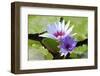 Beautiful Blooming Lotus Flower or Water Lily with its Reflection Shadow in Blue Water-peeravit-Framed Photographic Print
