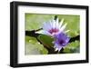 Beautiful Blooming Lotus Flower or Water Lily with its Reflection Shadow in Blue Water-peeravit-Framed Photographic Print