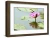 Beautiful Blooming Lotus Flower or Water Lily with its Reflection Shadow in Blue Water-peeravit-Framed Photographic Print