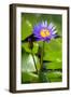 Beautiful Blue Egyptian Water Lily (Nymphaea Caerulea) Closeup-mazzzur-Framed Photographic Print