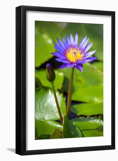 Beautiful Blue Egyptian Water Lily (Nymphaea Caerulea) Closeup-mazzzur-Framed Photographic Print