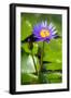 Beautiful Blue Egyptian Water Lily (Nymphaea Caerulea) Closeup-mazzzur-Framed Photographic Print