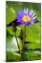 Beautiful Blue Egyptian Water Lily (Nymphaea Caerulea) Closeup-mazzzur-Mounted Photographic Print