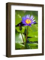 Beautiful Blue Egyptian Water Lily (Nymphaea Caerulea) Closeup-mazzzur-Framed Photographic Print