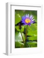 Beautiful Blue Egyptian Water Lily (Nymphaea Caerulea) Closeup-mazzzur-Framed Photographic Print