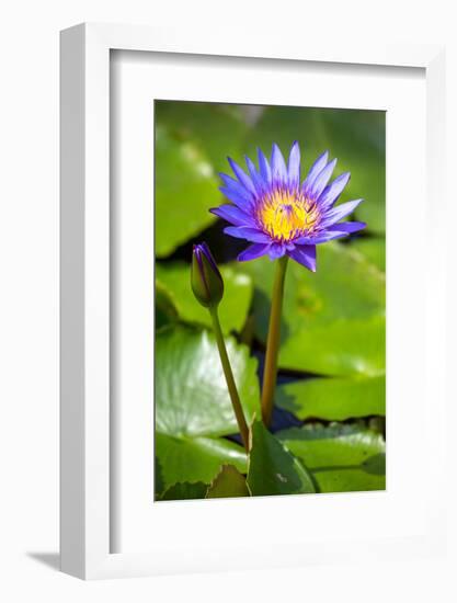 Beautiful Blue Egyptian Water Lily (Nymphaea Caerulea) Closeup-mazzzur-Framed Photographic Print