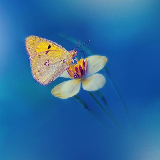 Photo, , large