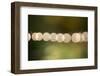 Beautiful bokeh, nature light with green background-Paivi Vikstrom-Framed Photographic Print