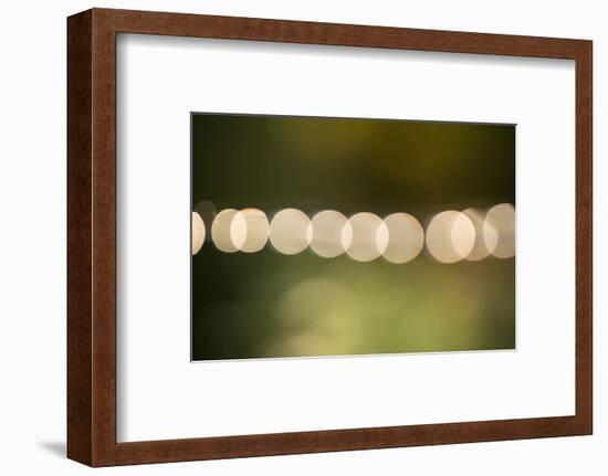 Beautiful bokeh, nature light with green background-Paivi Vikstrom-Framed Photographic Print