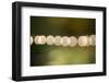 Beautiful bokeh, nature light with green background-Paivi Vikstrom-Framed Photographic Print