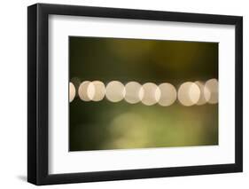 Beautiful bokeh, nature light with green background-Paivi Vikstrom-Framed Photographic Print