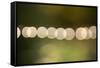 Beautiful bokeh, nature light with green background-Paivi Vikstrom-Framed Stretched Canvas