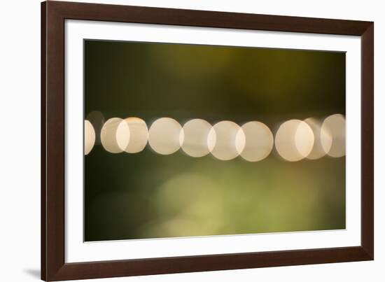 Beautiful bokeh, nature light with green background-Paivi Vikstrom-Framed Photographic Print